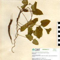15795 herbarium