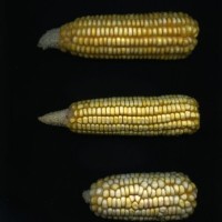 CIMMYTMA 3793 PANA 83 AF18A-0903-74 E.jpg