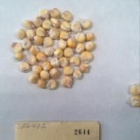 CIMMYTMA 2644 - Reference Inventory.jpg