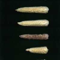 CIMMYTMA 5918 OAXA 387 BA21U-2903-234 C_compress.jpg