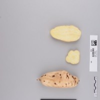 CIP 420888 (root).jpg