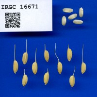 IRGC 16671 Seed Photo