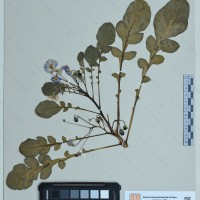 CIP 761144 herbarium