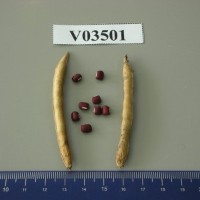 V03501-p.JPG