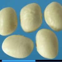 G40058 seed.jpg