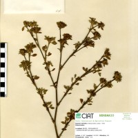 4 herbarium