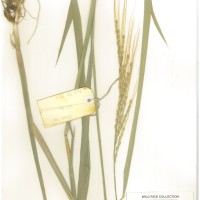 IRGC 80665 Herbarium