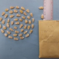 CIMMYTMA 7759 - Reference inventory.jpg