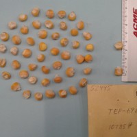 CIMMYTMA 5244 - Reference Inventory.jpg