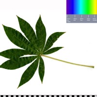 COL1033 leaf