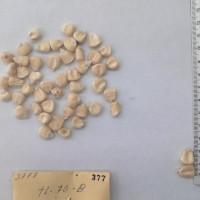 CIMMYTMA 377 - Reference Inventory.jpg