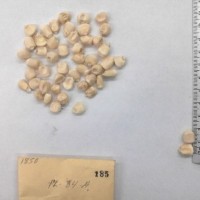 CIMMYTMA 185 - Reference Inventory.jpg