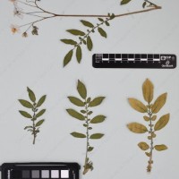 CIP 762633_OCHS 12602_09.jpg