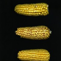 CIMMYTMA 27492 TLAX 208 TC24U-2903-62 E.jpg