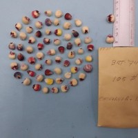 CIMMYTMA 7934 - Reference inventory.jpg