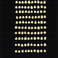 CIMMYTMA 27425 CHIS 839 TC20U 2903 59 K1520 _compress.jpg