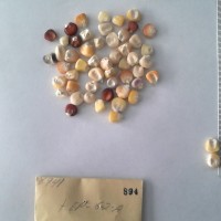 CIMMYTMA 894 - Reference Inventory.jpg