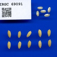 IRGC 69091 Seed Photo