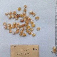 CIMMYTMA 998 - Reference Inventory.jpg