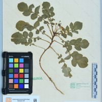 CIP 760212 herbarium