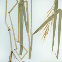 IRGC 100908 Herbarium