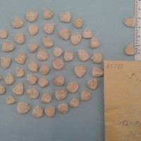 CIMMYTMA 5518 - Reference Inventory.jpg