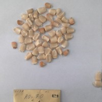 CIMMYTMA 429 - Reference Inventory.jpg