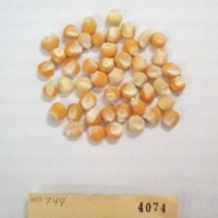 CIMMYTMA 4074 - Reference Inventory.jpg