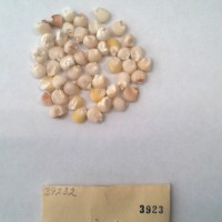 CIMMYTMA 3923 - Reference Inventory.jpg