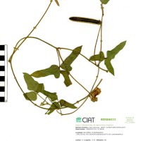 4619 herbarium