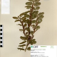 20714 herbarium