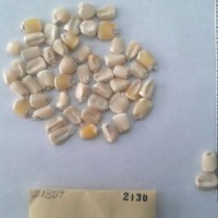 CIMMYTMA 2130 - Reference Inventory.jpg