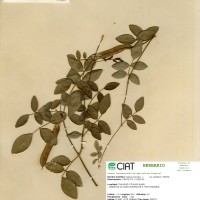 17364 herbarium