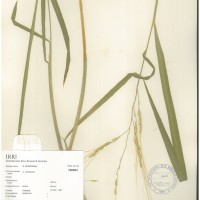 IRGC 100904 Herbarium