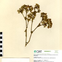 2053 herbarium