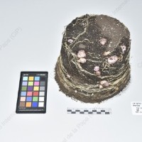 CIP 765717_RPSP 029_mga f prp_Tb_2024.jpg