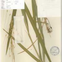 IRGC 100971 Herbarium
