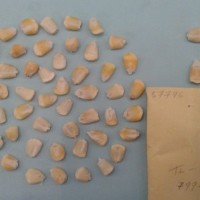 CIMMYTMA 5779 - Reference Inventory.jpg