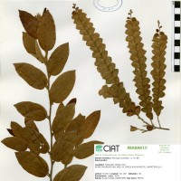 22083 herbarium