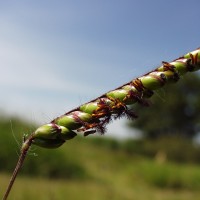 Urochloa brizantha 13462 (flowers1).JPG