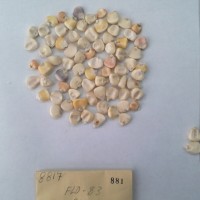 CIMMYTMA 881 - Reference Inventory.jpg