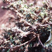 Stylosanthes fruticosa 2032 pod.JPG