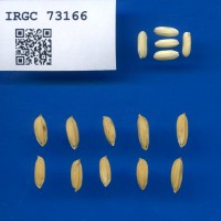 IRGC 73166 Seed Photo