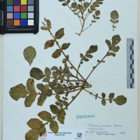 CIP 761287 herbarium