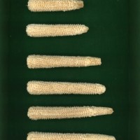 CIMMYTMA 21992 BRAZ PR017 AF19A-0903-76 C.jpg