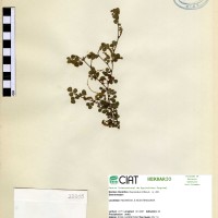 23318 herbarium