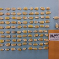 CIMMYTMA 16623 - Reference Inventory.jpg