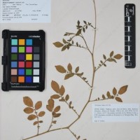 CIP 761157_OCH 10977_01.jpg