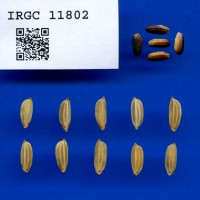 IRGC 11802 Seed Photo