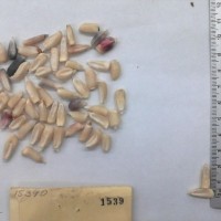 CIMMYTMA 1539 - Reference Inventory.jpg